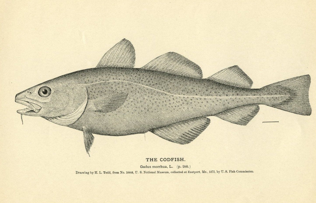 绕开中国工厂，运送1000多个集装箱，俄罗斯凭什么吃定明太鱼？