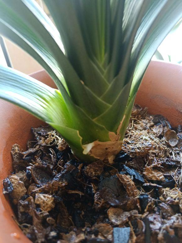 君子兰花盆里长黑色长毛,盆栽君子兰底下长小芽怎么回事