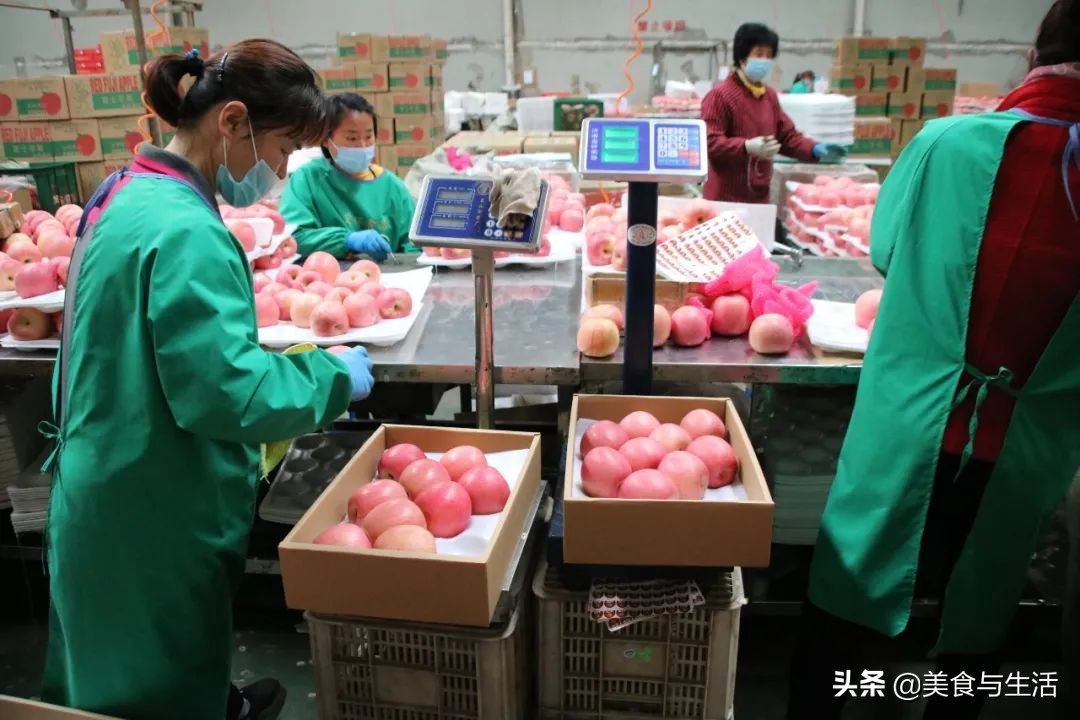 烟台红富士苹果推荐,山东烟台红富士苹果好物分享