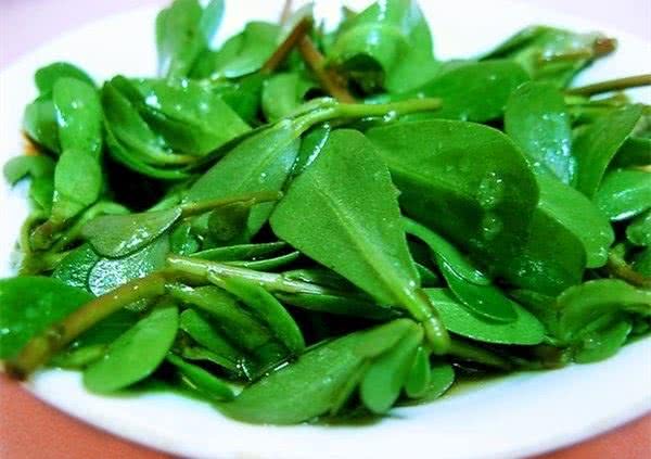 它是菜也是药，小小野草大功效，预防小儿腹泻，降脂瘦腰淡皱纹！