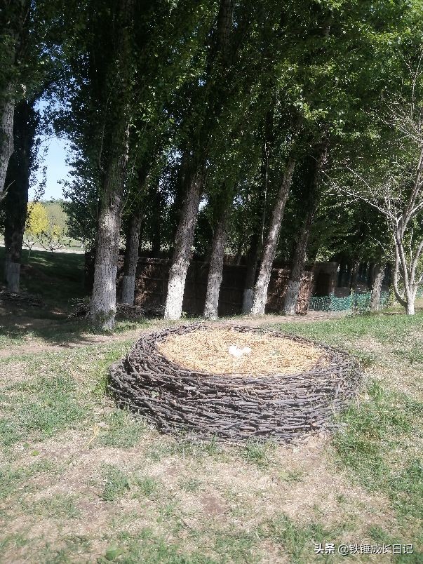 北京市延庆野生动物园,北京野生动物园攻略一日游路线图