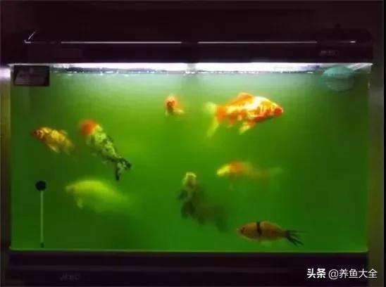 鱼缸水可以治疗鱼病吗,养鱼如何治鱼病