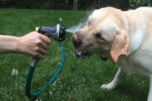 拉布拉多体外驱虫正确方法,拉布拉多虫子很多怎么办