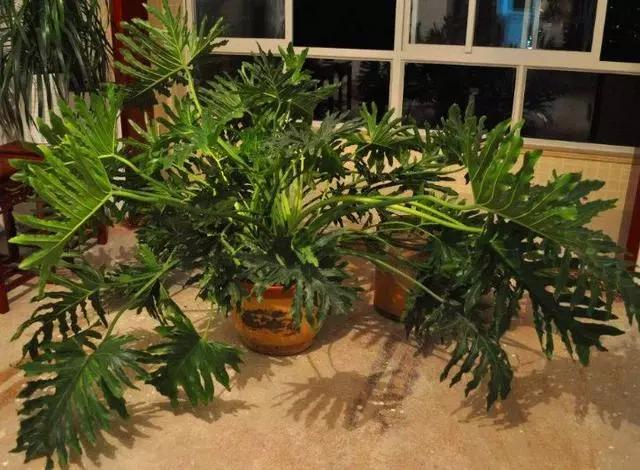 这3种植物别再花钱买了,这三种花别花钱买