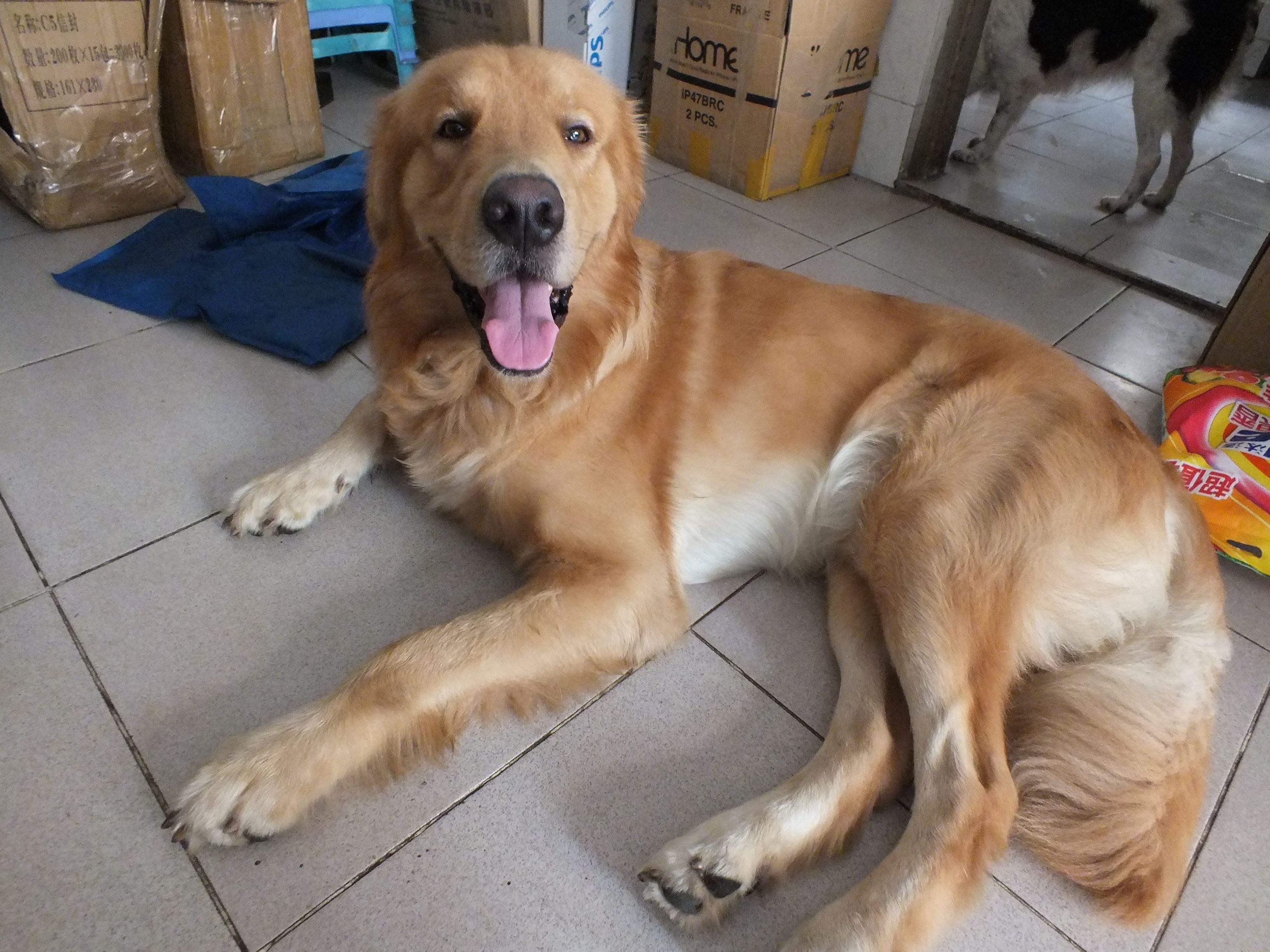 宠物金毛能活多少年,金毛等主人5年