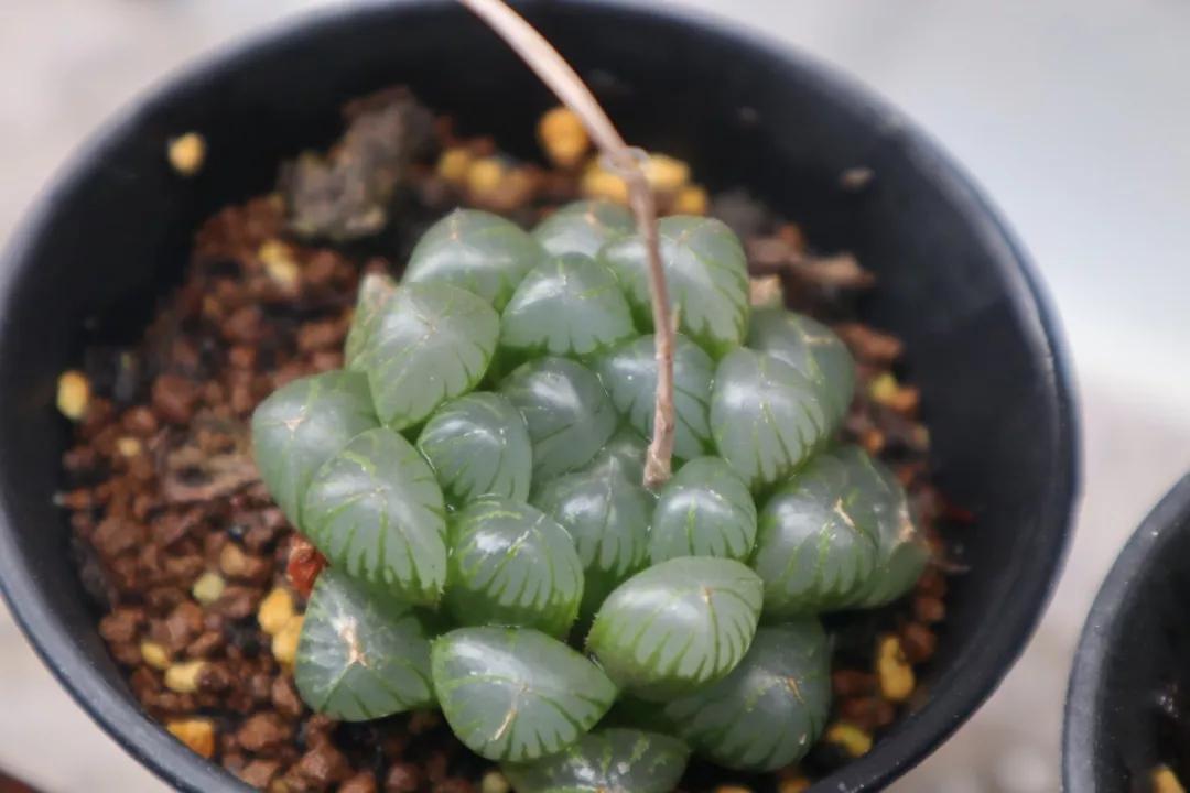 适合南方比较好养的12款多肉,养一年就开花的多肉品种