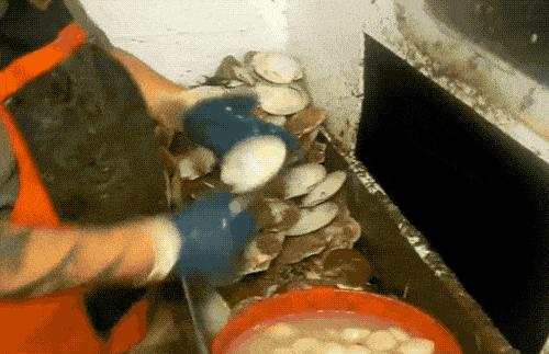 獐子岛扇贝跑了又回来,獐子岛扇贝出走周期