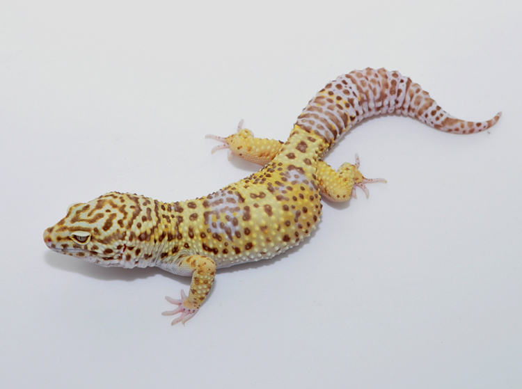 Eublepharismacularius豹纹守宫