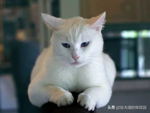猫咪喂食罐头,罐头中的卡拉胶对人体有害吗