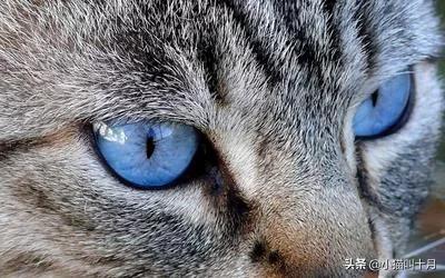 猫和老虎的故事的看图写话,老虎和猫的故事全文