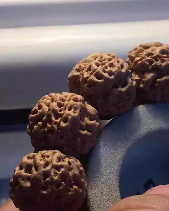 金刚贵贱区别,金刚菩提多久能红