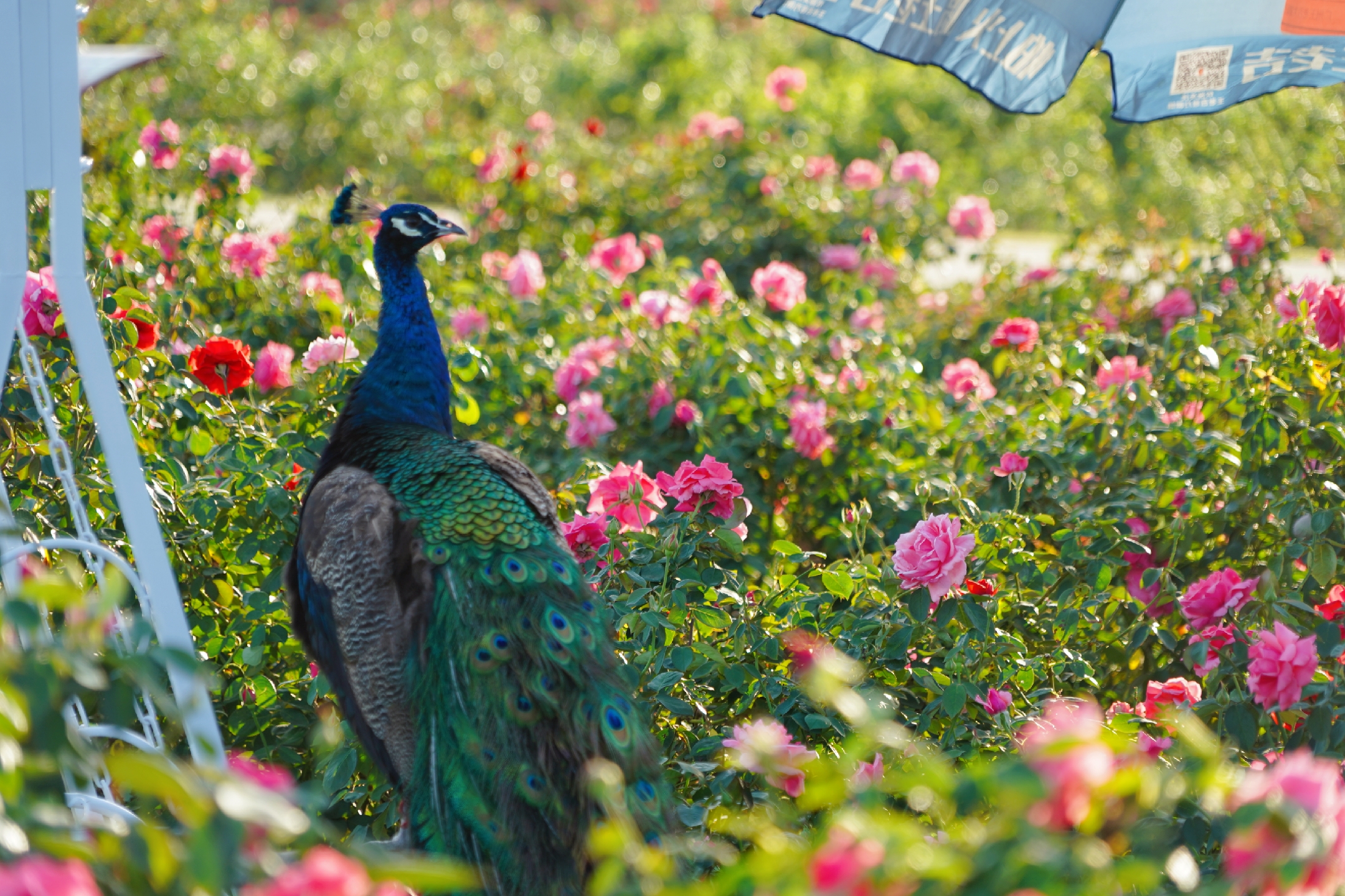5天4晚畅游三亚攻略,三亚旅行3000玩转四天三夜