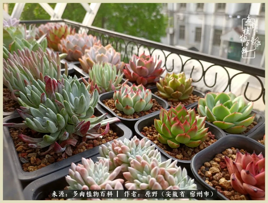 梅雨袭,酷暑至,多肉进入历劫季