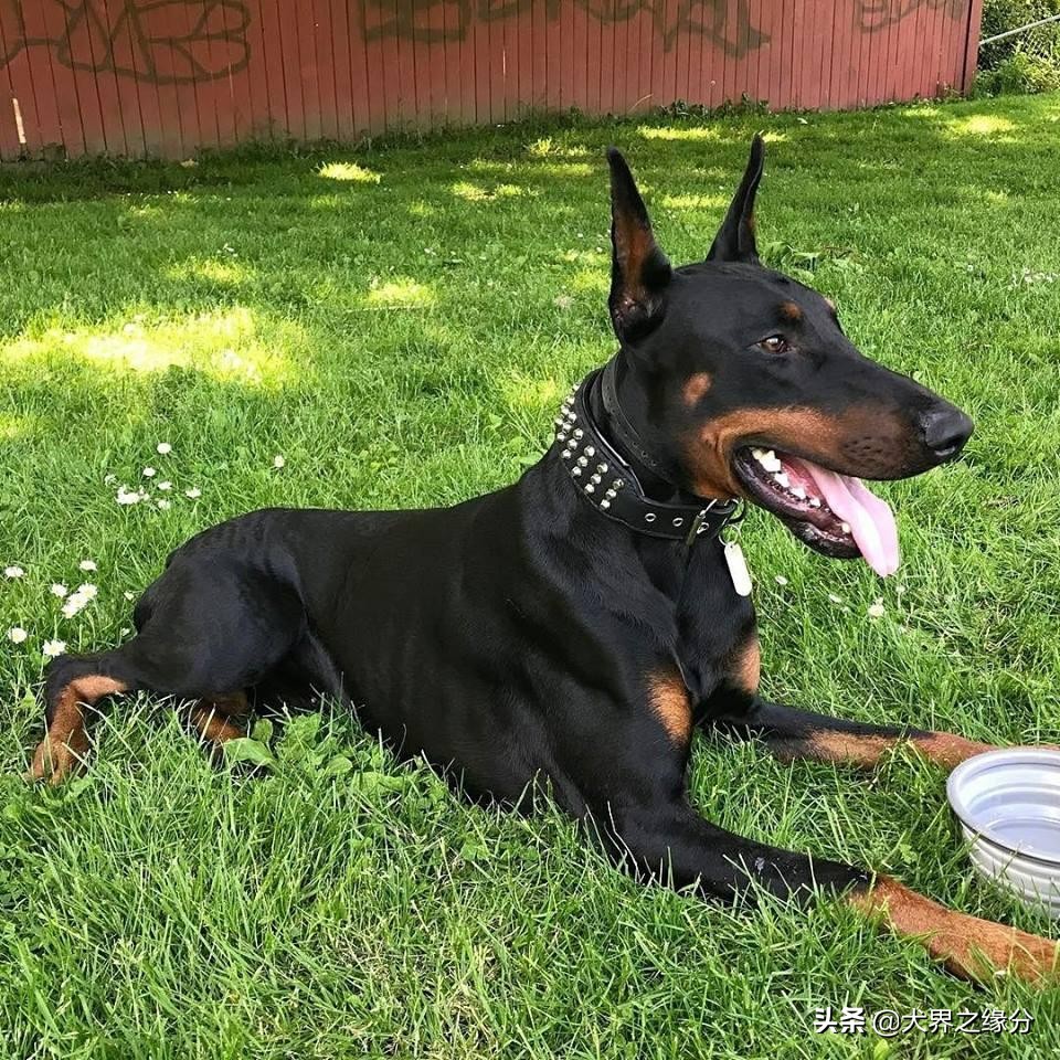 杜宾犬要注意什么事项,养杜宾犬注意什么