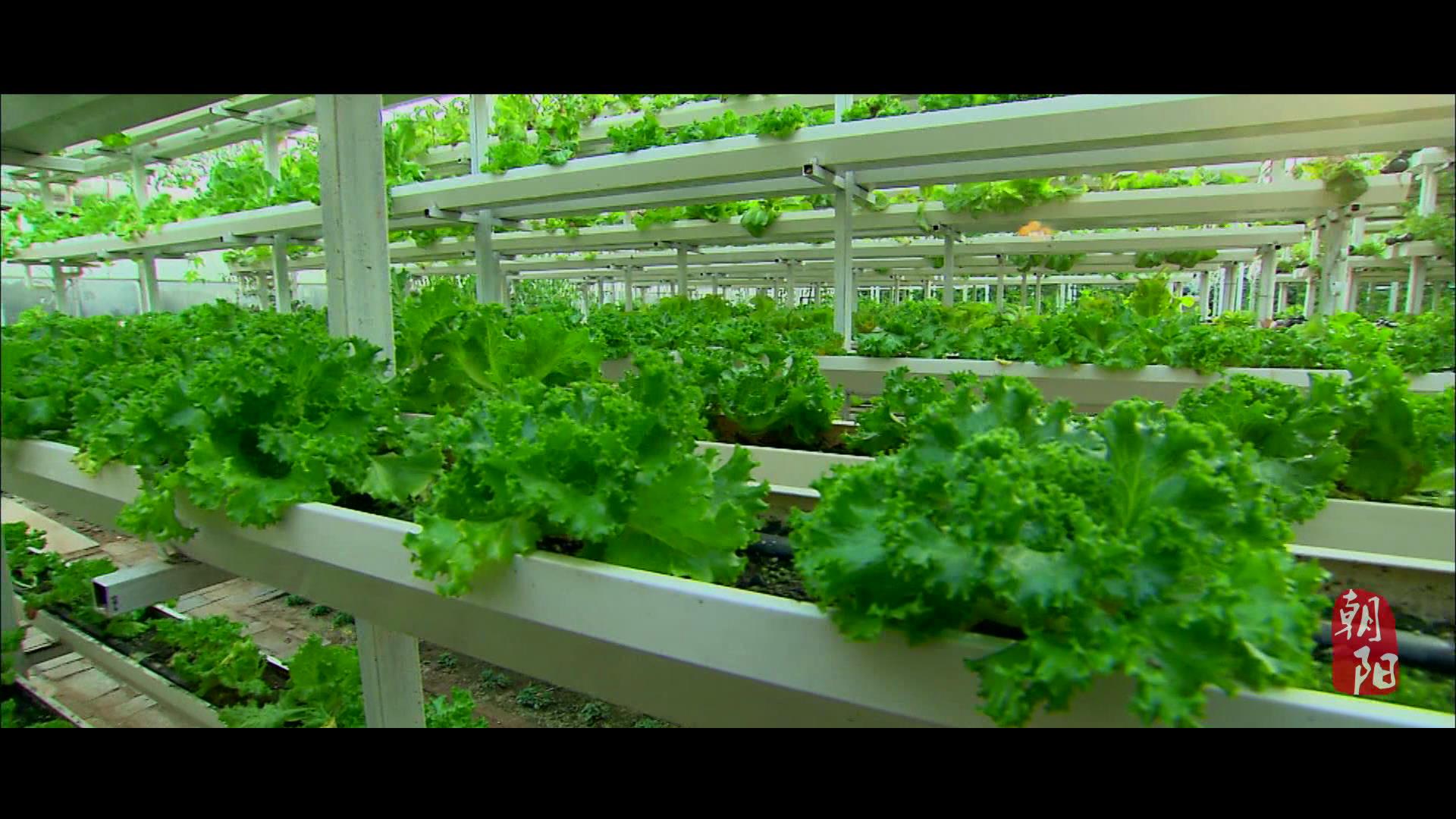 朝阳特色农产品哪里买,朝阳农产品市场