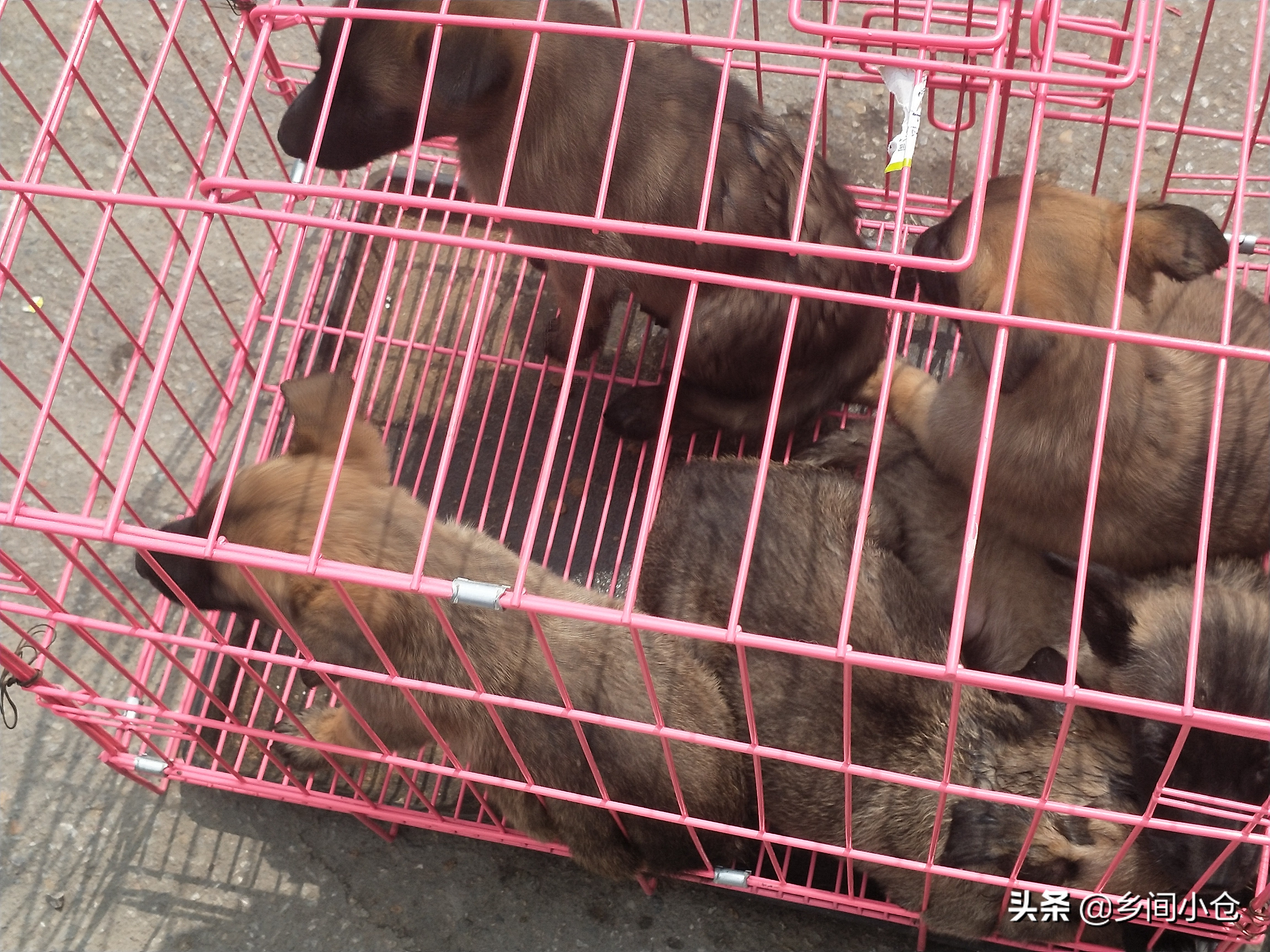 小妹子逛狗市遇到没见过的品种,大型狗市都有什么品种