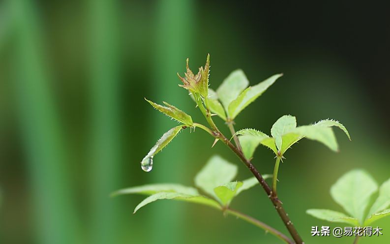 刺五加和五加皮的区别图片对比,刺五加是种什么药材