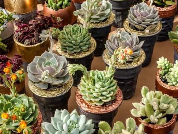 夏天温度高多肉怎么办,高温天气多肉处理方法视频