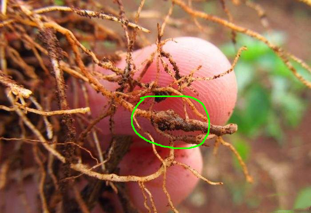 种的花生地里长满了野草,种植花生芽长白毛怎么处理