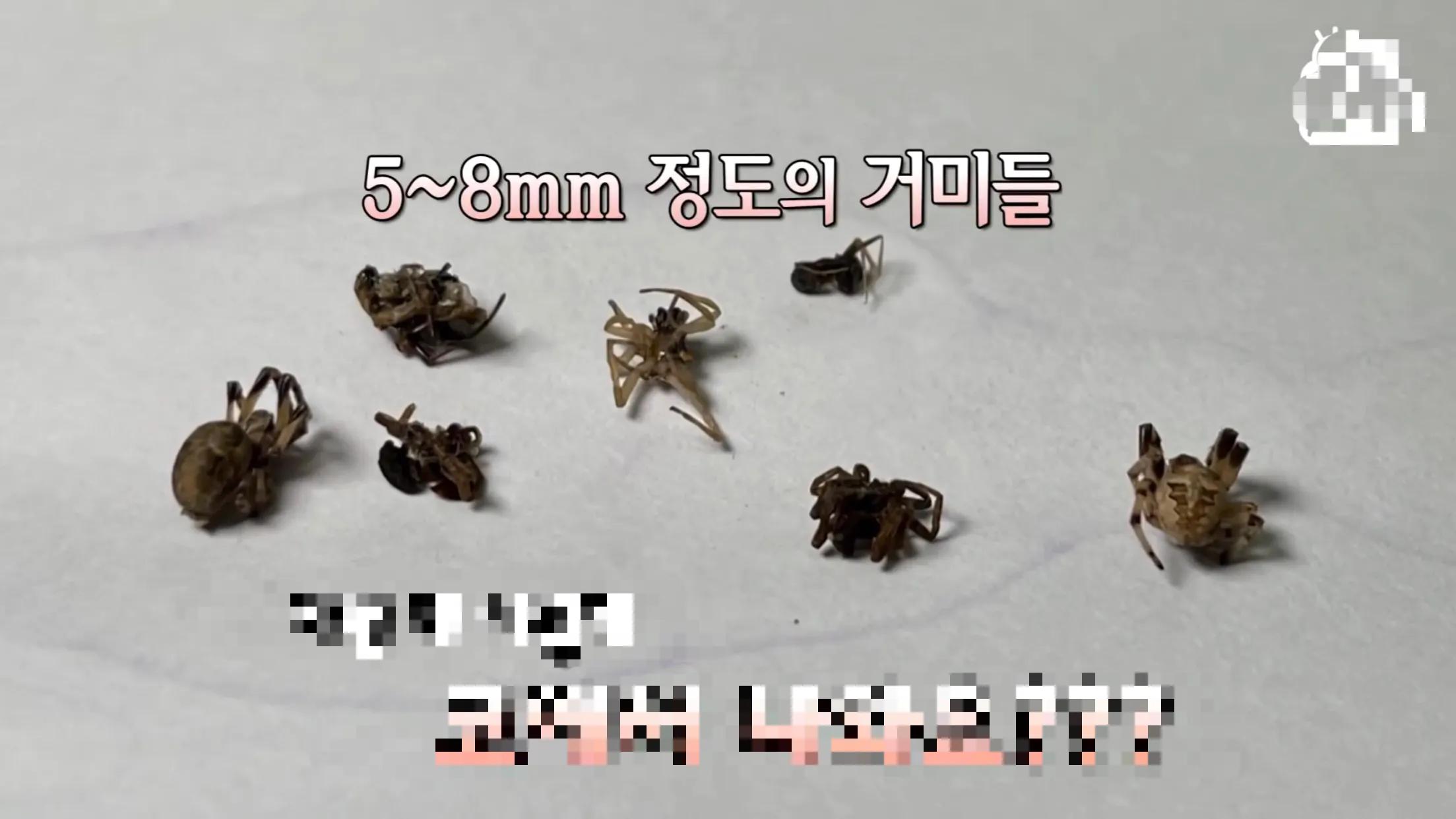 男人被蜘蛛缠身,男人被蜘蛛困住