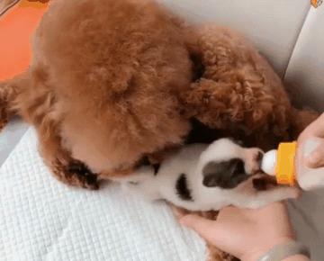 好心人捡到了一只小奶狗,人工喂养泰迪小奶狗