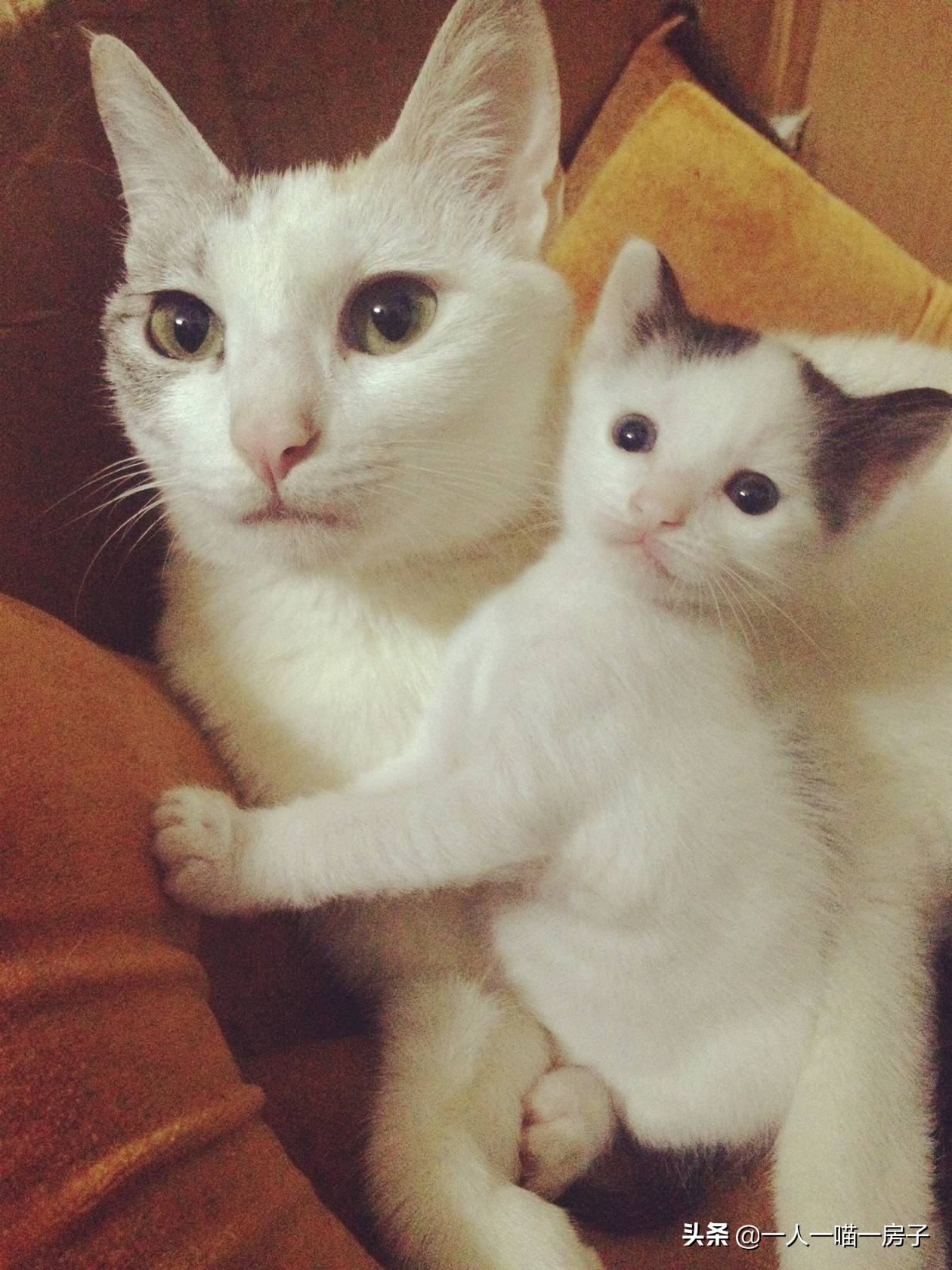 孕期日记:顺利通过无创DNA