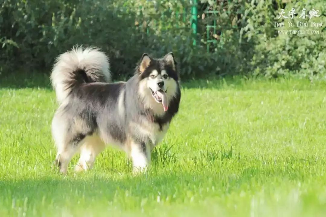 爱犬生病了,爱犬病的处理方法