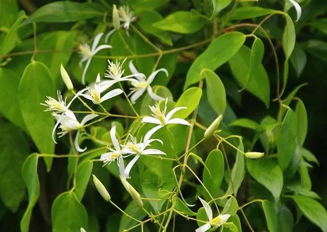 堪比大牌的平价乳霜,日本平价保湿面霜推荐