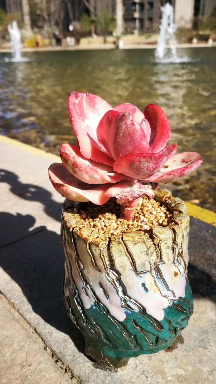 人生就像养多肉一样,人生如同养多肉时间不会怠慢