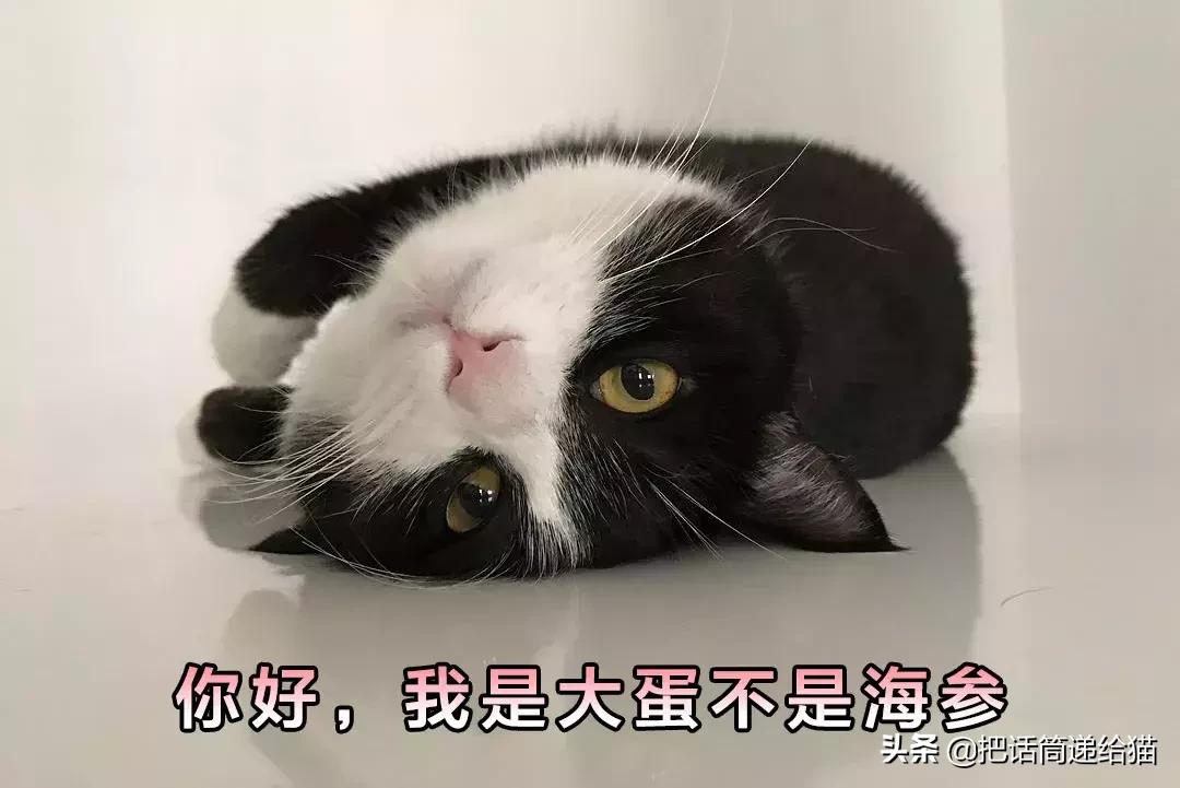 猫故事书籍,猫故事小说