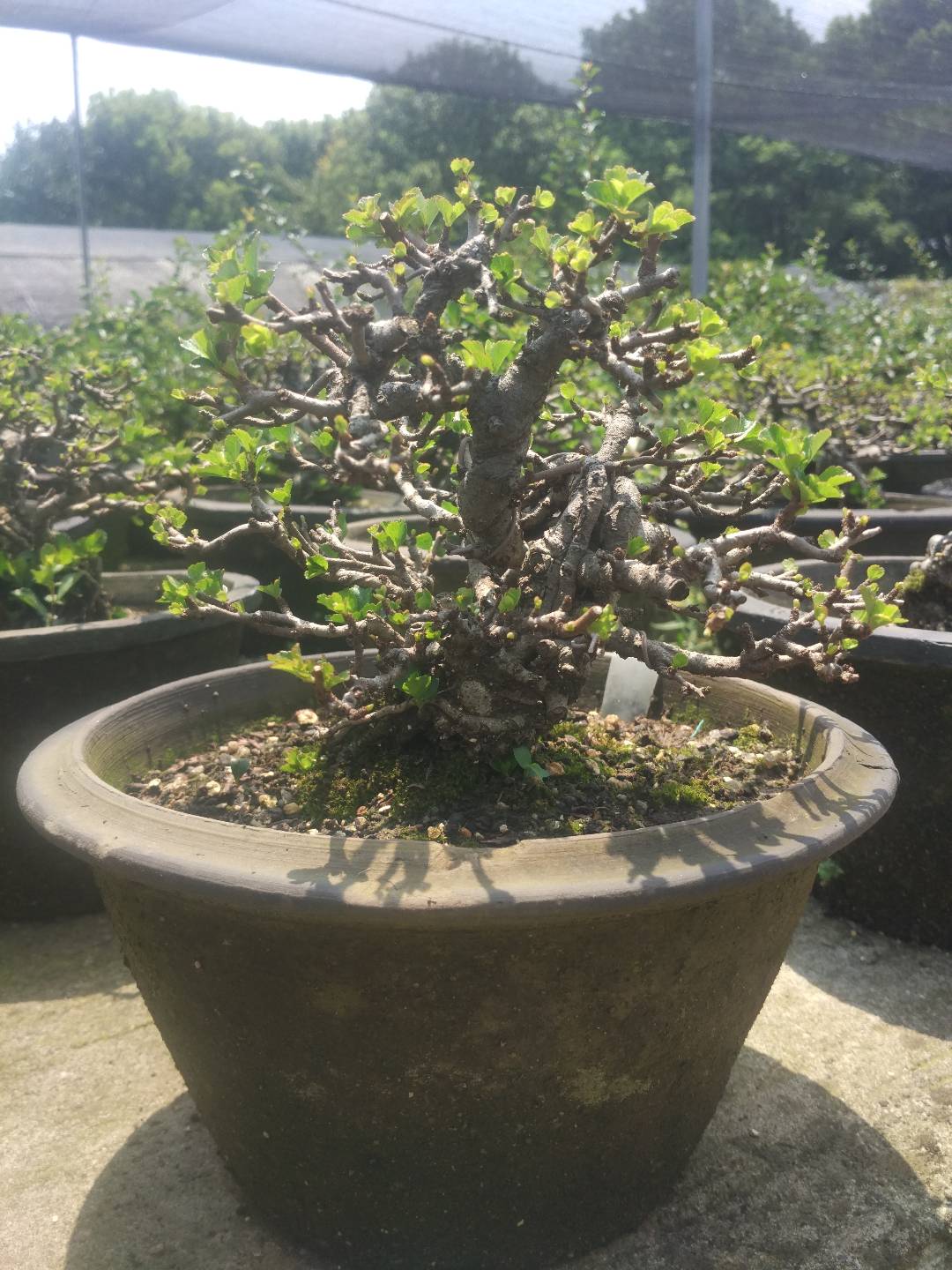 掌上盆景100种,掌上盆景