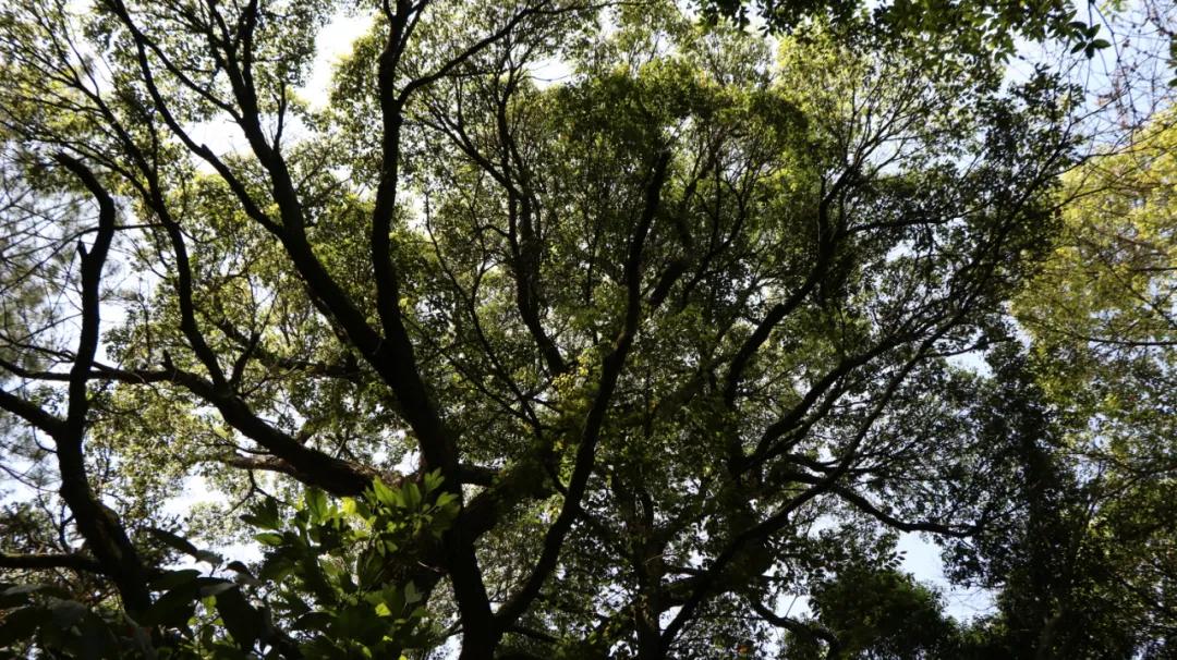 石台仙寓山附近哪里好玩,石台仙寓镇云里居