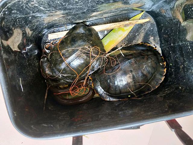 野外钓到的巴西龟不吃东西,钓到一只金黄色的龟