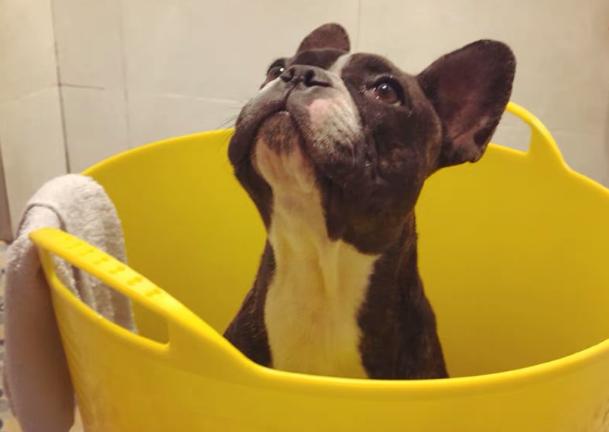 法斗犬对主人使坏,处理法斗犬