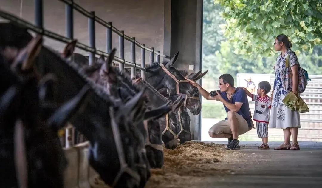 山东文化之旅攻略,山东旅游攻略冬季旅游路线