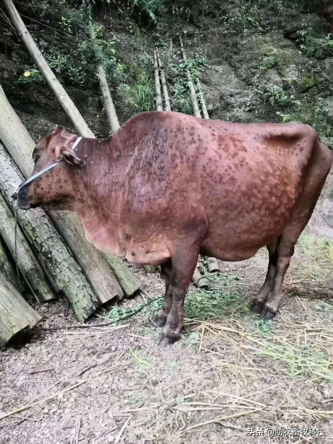 牛结节性皮肤病的防控措施,牛结节性皮肤病疫苗注射方式