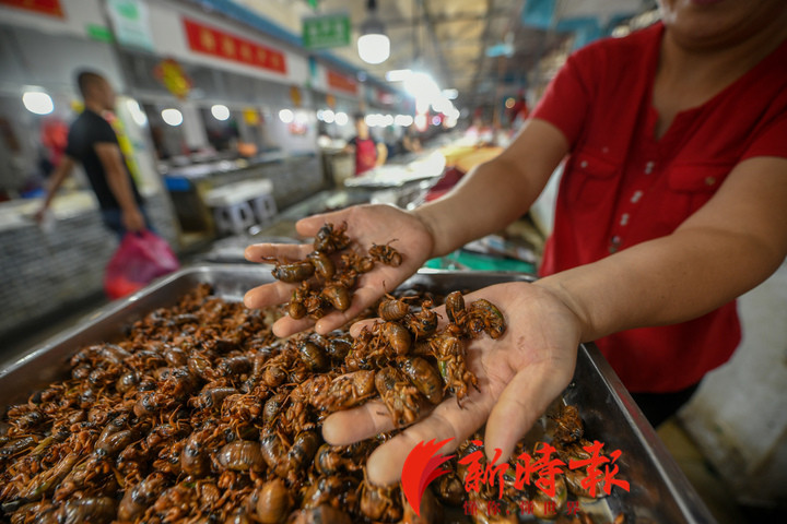 金蝉蚂蚱能吃吗,知了蚂蚱能吃吗