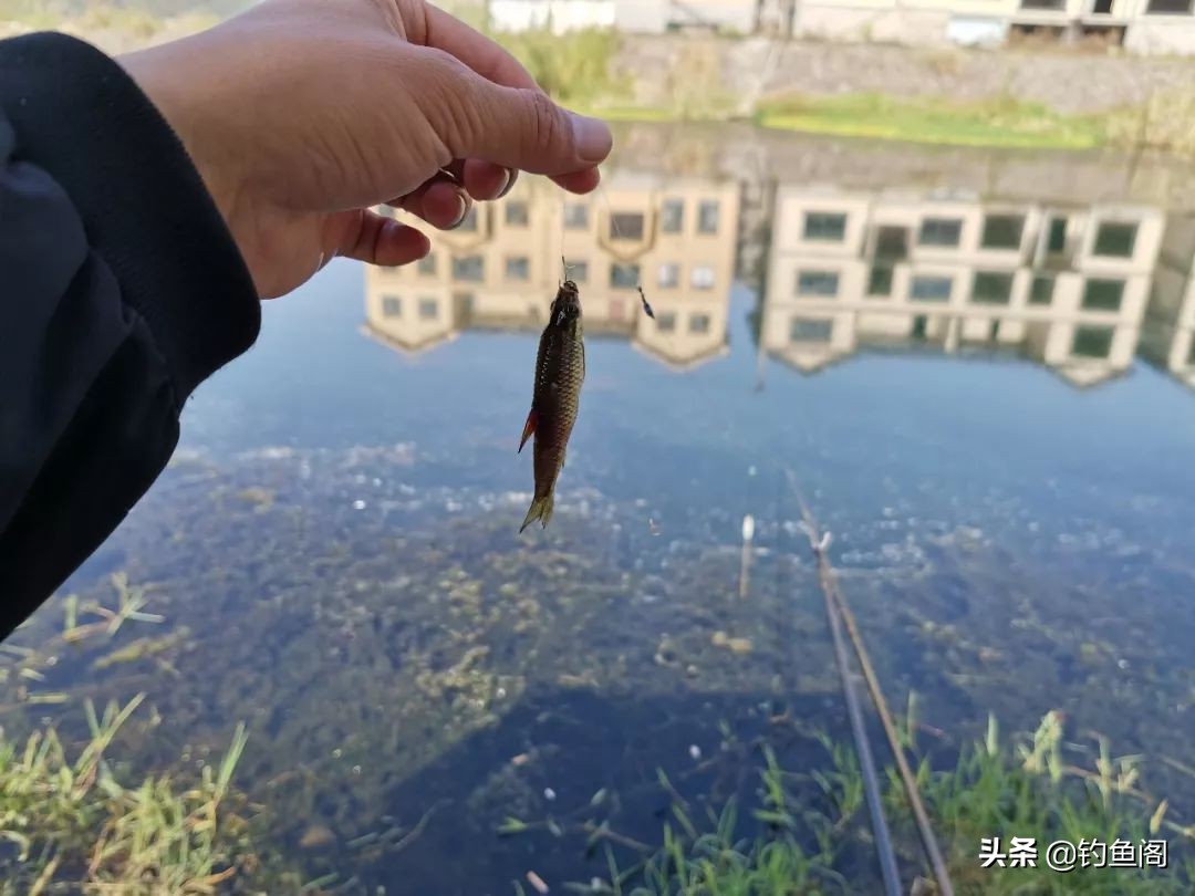 闹窝了正确钓法,怎样诱钓麦穗鱼