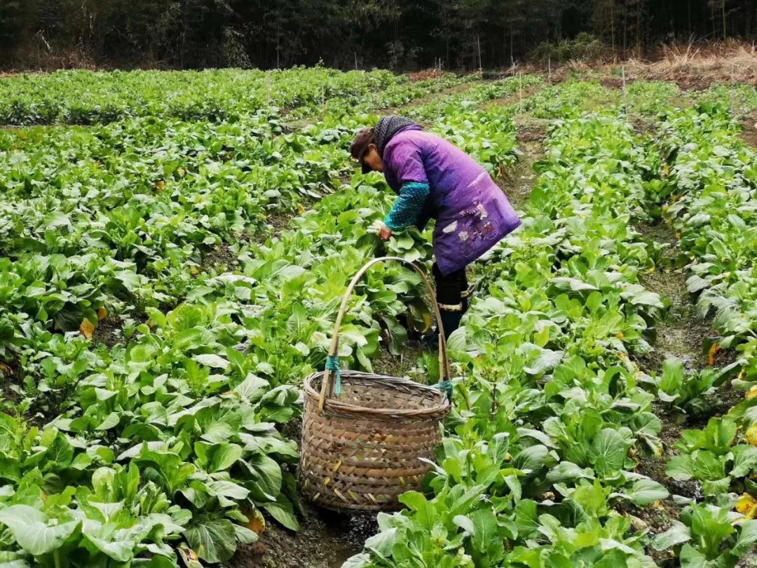 素食餐厅尴尬,素食餐厅为什么总是开不下去