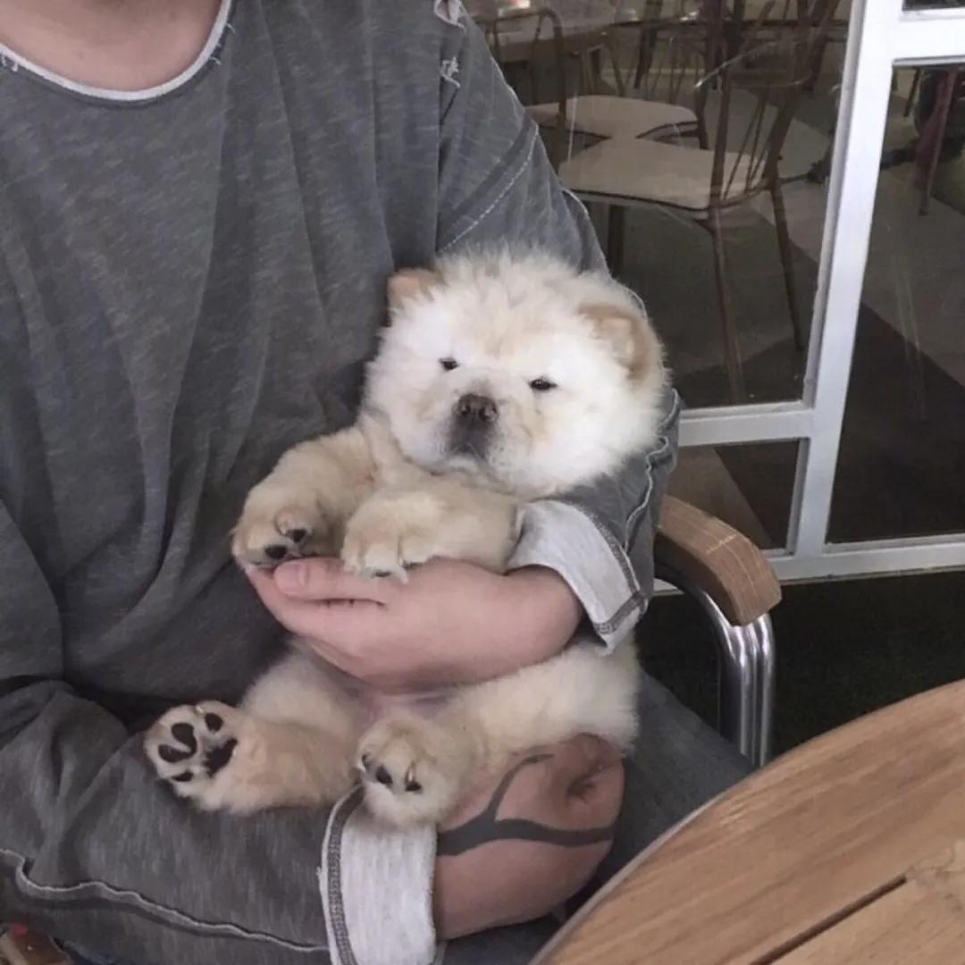 给狗起名字侵权吗,给狗起了一个字名字