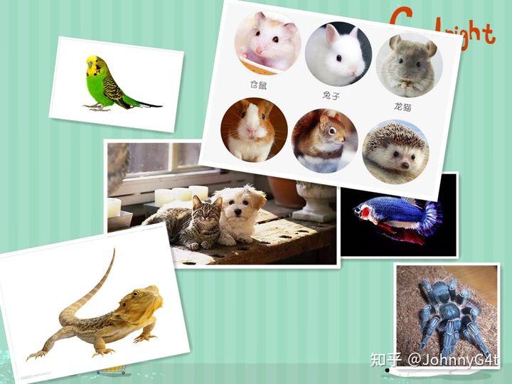 上班族小型宠物推荐,适合工作党养的中型宠物