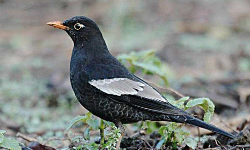 广东常见鸟类图谱和名称图文,东江揽胜鸟类