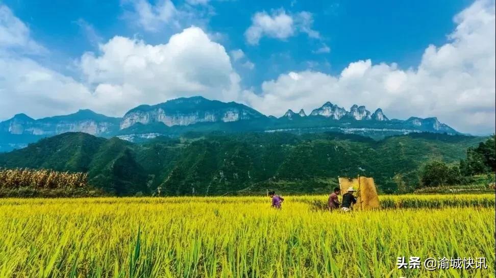 重庆无症状感染者最新情况,重庆无症状感染者在哪个区