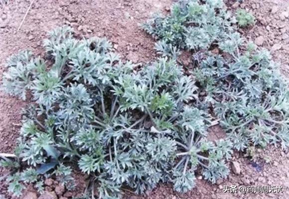 中药四百味之辛夷,中药名辛夷