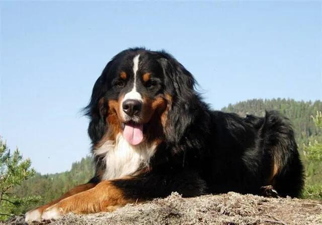 各国猛犬品种排名,各国品种猛犬