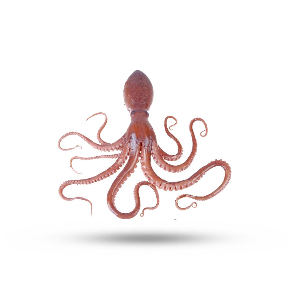 章鱼是外星人后裔？困扰进化论多年，8亿年前就走上了智商捷径