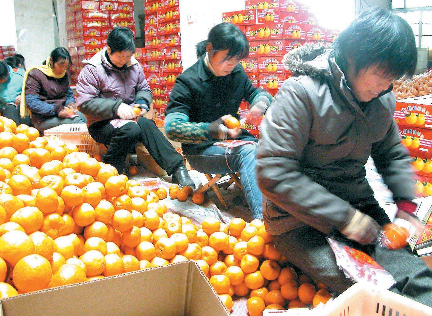 柑橘疯狂扩种下，想卖3块？5块？由你定！——果农如何卖好果