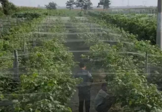 果园鸟害最佳防治方法,鸟害措施