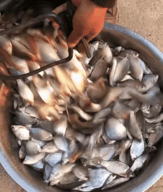 形似鳊鱼但比鳊鱼细长,形似鳊鱼的海鱼