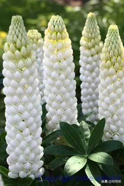 十种稀有长寿花,80个长寿花品种全都美极了